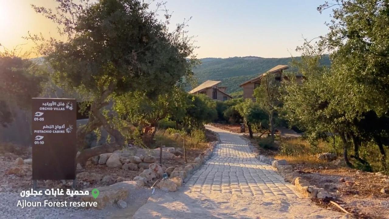 Hotel Ajloun Forest Reserve Zewnętrze zdjęcie