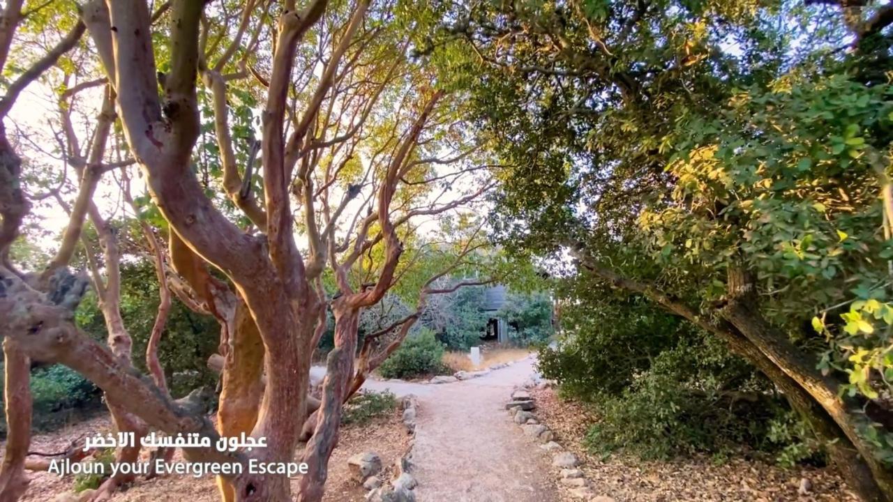 Hotel Ajloun Forest Reserve Zewnętrze zdjęcie