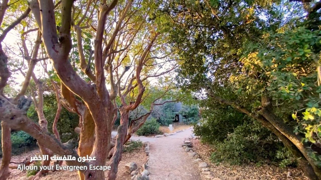 Ajloun Forest Reserve Dżarasz Zewnętrze zdjęcie